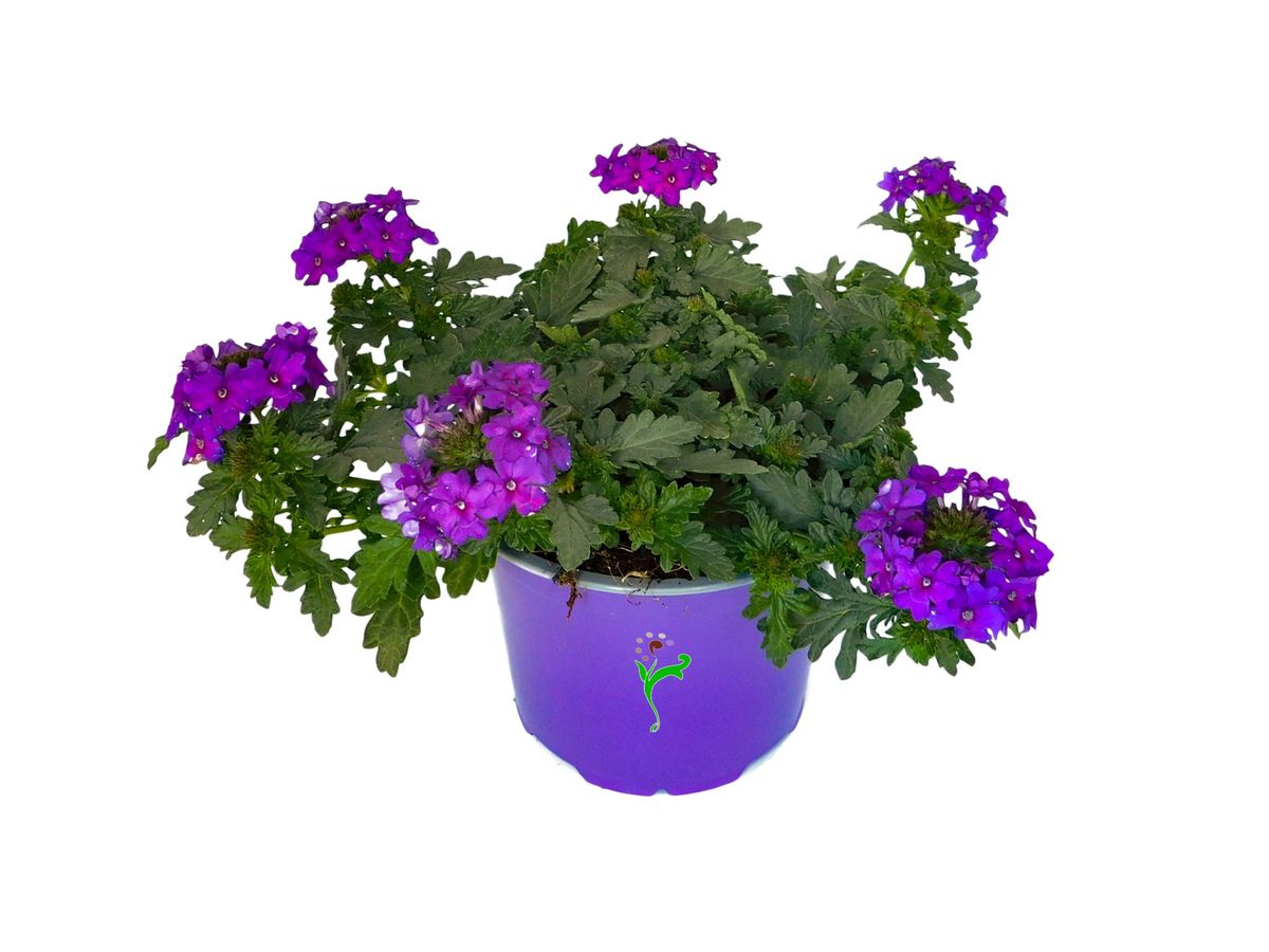 La Verbena híbrida es una planta ornamental muy popular.