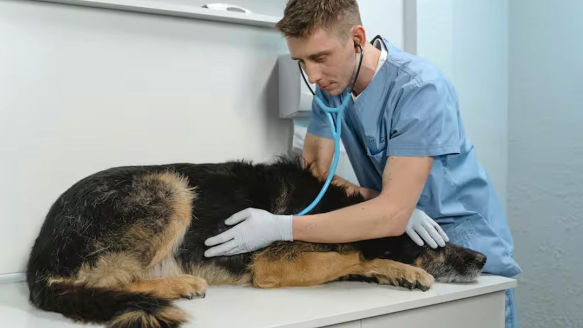 Los veterinarios se dedican a trabajar en el cuidado, bienestar y atención de la salud de los animales Los veterinarios se dedican a trabajar en el cuidado, bienestar y atención de la salud de los animales