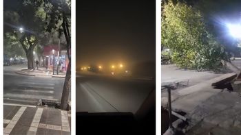 El viento sur dejó 63 árboles caídos y otros daños importantes en Mendoza