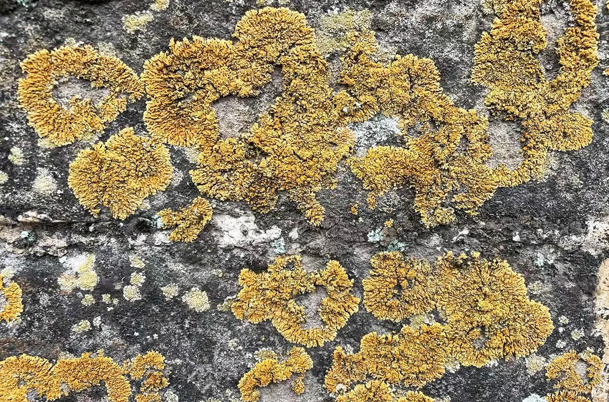 Un descubrimiento reveló el secreto mejor guardado de la edificación milenaria. Un descubrimiento reveló el secreto mejor guardado de la edificación milenaria.