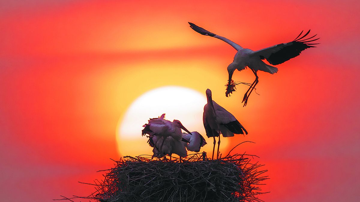 La cantidad de especies de aves en el delta del río Amarillo ahora ha aumentado a 373. FOTOS DE WANG JING / CHINA DAILY, HU YOUWEN, YANG BIN Y LIU YUELIANG / PARA CHINA DAILY