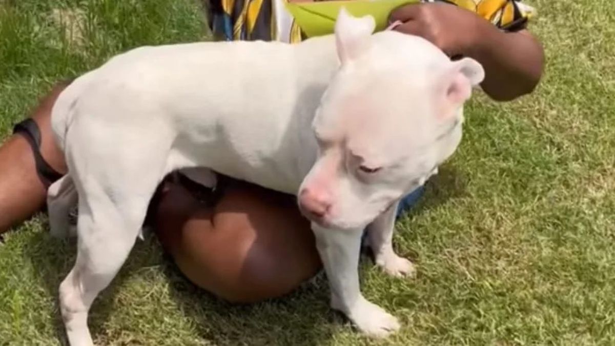 Bentley, el pitbull sordo que regresó a su hogar y emocionó a todos.