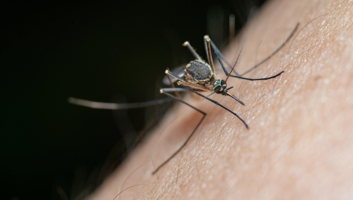 Respira profundo antes de conocer el truco casero para evitar las picaduras de mosquito