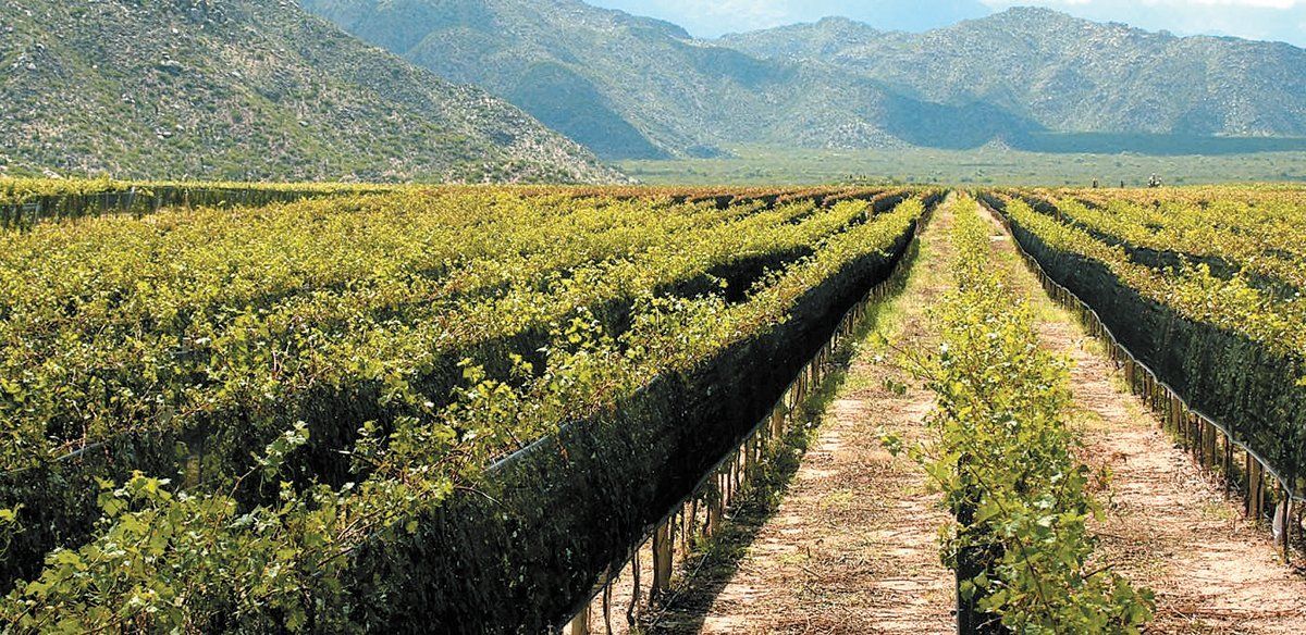 El mercado del vino se concentra cada vez más