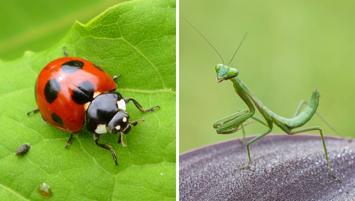 Cuál es el significado espiritual de cada insecto o animal y qué ocurre cuando aparecen en tu casa