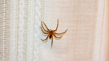 Si ves una araña de rincón en tu casa, te contamos qué significa según el Feng Shui Si ves una araña de rincón en tu casa, te contamos qué significa según el Feng Shui