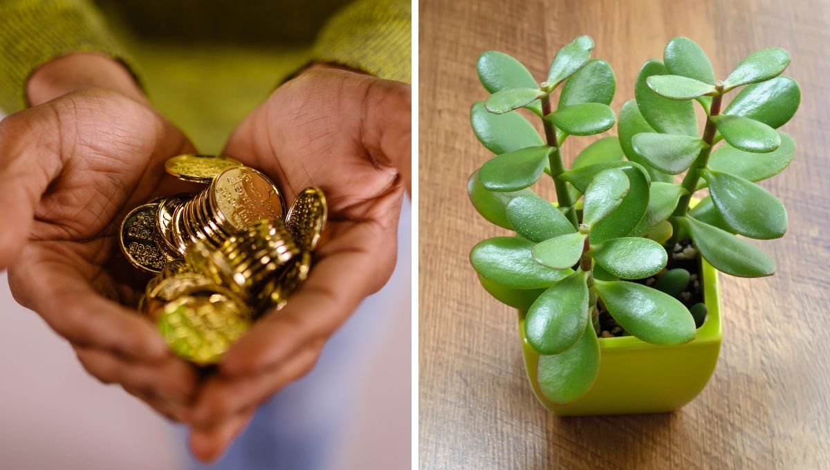 Árbol de Jade: cuántas monedas debes enterrar para atraer abundancia