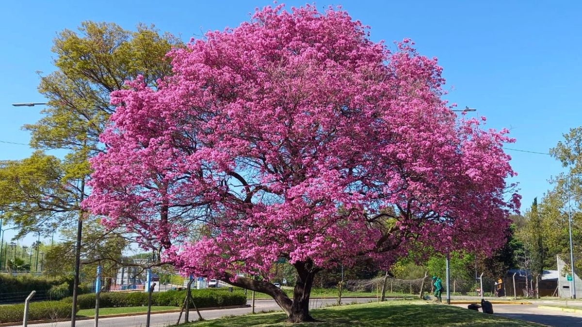 Consigue el jardín de tus sueños con el árbol que se convierte en una ...