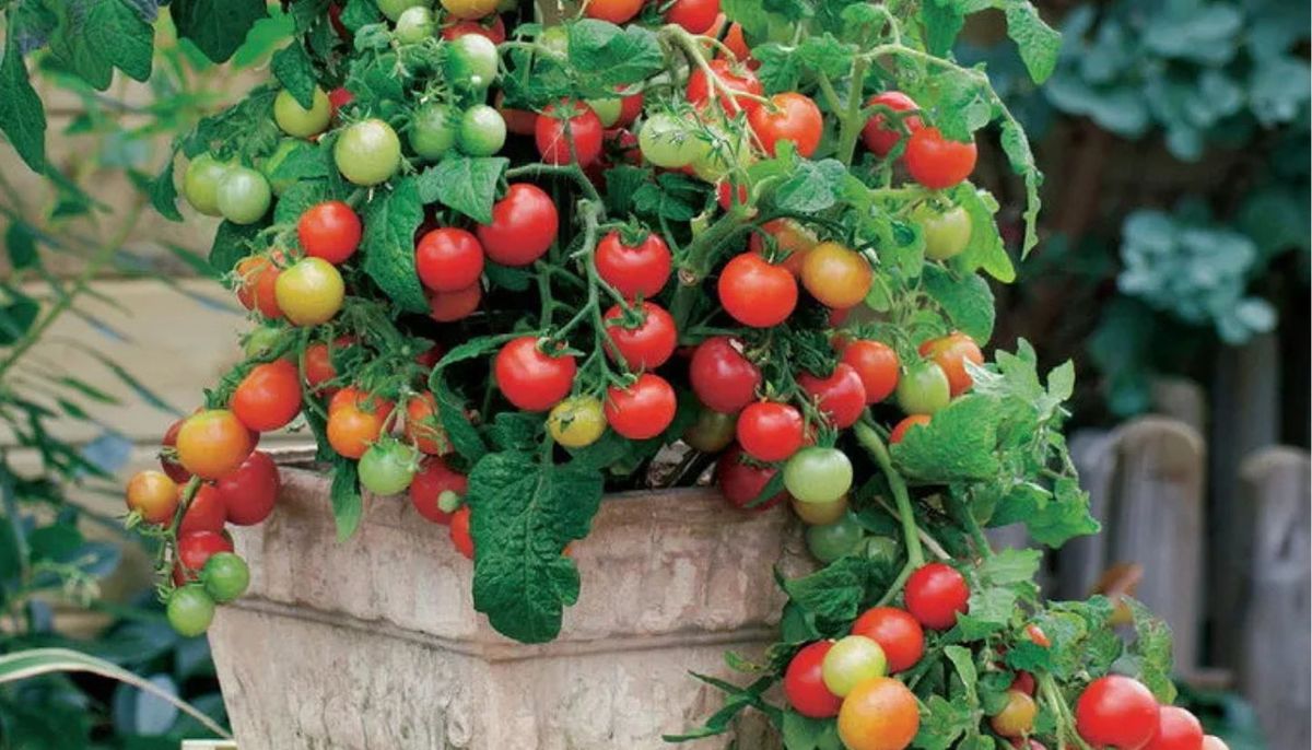 Es importante que la maceta tenga buenos orificios de drenaje, ya que permiten la salida del exceso de agua de riego. Es importante que la maceta tenga buenos orificios de drenaje, ya que permiten la salida del exceso de agua de riego.