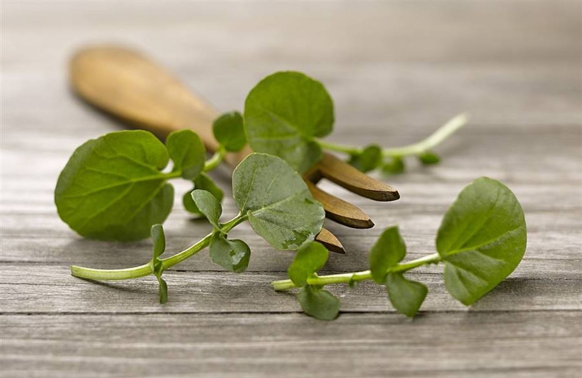 Agregar berros a tus comidas podría ser una forma sencilla pero poderosa de brindarle a tu corazón un apoyo adicional. Agregar berros a tus comidas podría ser una forma sencilla pero poderosa de brindarle a tu corazón un apoyo adicional.