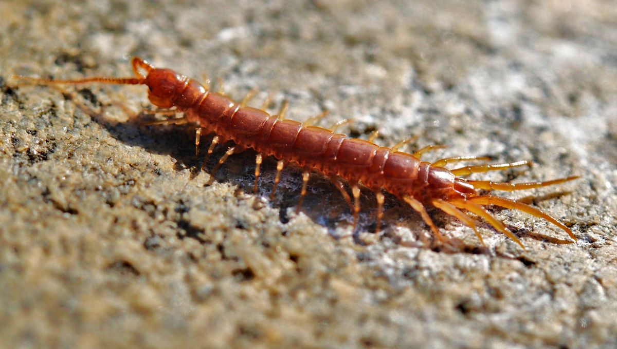 Los ciempiés son reguladores de plagas y cuando llegan al hogar pueden significar algo, especialmente místico. Los ciempiés son reguladores de plagas y cuando llegan al hogar pueden significar algo, especialmente místico.