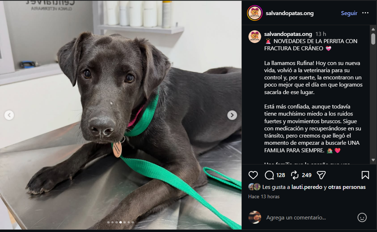La ONG Salvando Patas compartió en sus redes sociales el estado de salud y la evolución de Rufina tras el violento episodio.  