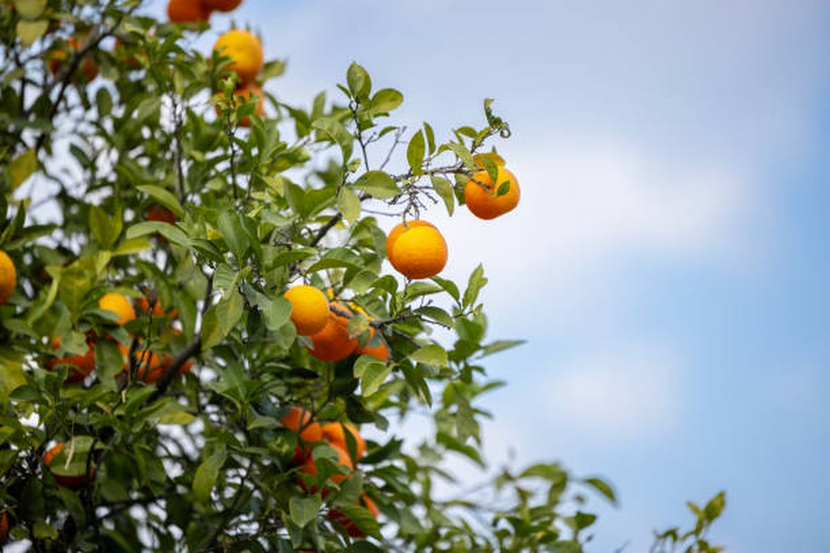 Evitá cometer estos errores de jardinería con tus árboles frutales. Evitá cometer estos errores de jardinería con tus árboles frutales.