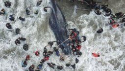 Murió la ballena varada en Mar del Plata
