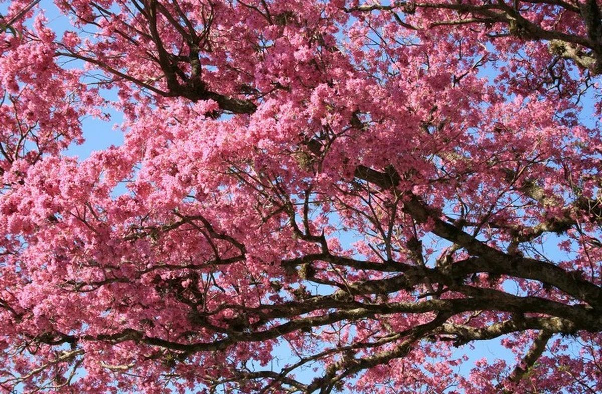 El crespón o árbol de Júpiter crece normalmente hasta 6 metros de altura. El crespón o árbol de Júpiter crece normalmente hasta 6 metros de altura.