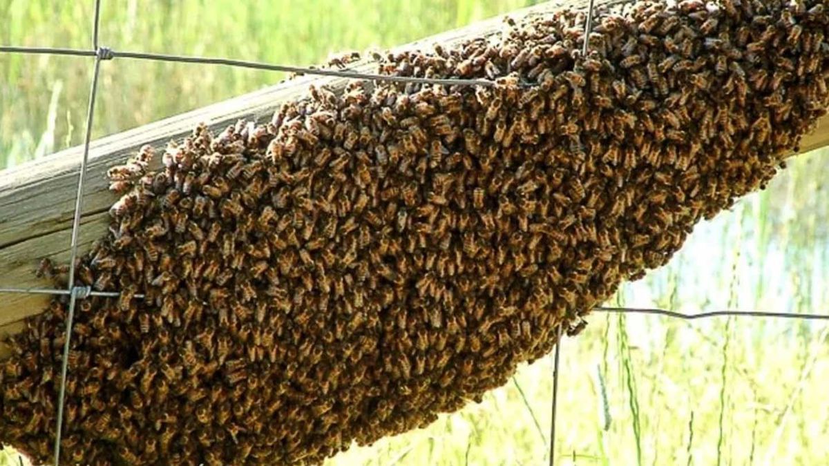 Le picaron 150 abejas: un hombre murió luego de estar varios días en coma