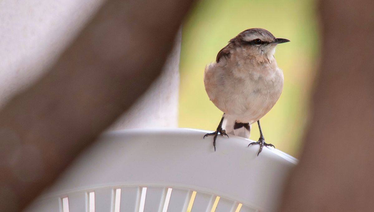 Qué anuncia la Calandria cuando canta en tu jardín y qué significa la visita de esta ave