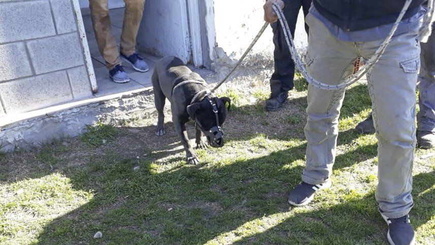 Macabros detalles de cómo dos pitbulls asesinaron a una travesti