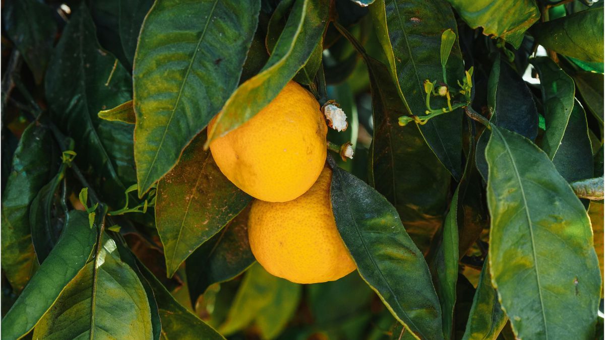 Descubrí cómo proteger a tu árbol frutal de las plagas. Foto: Pexels