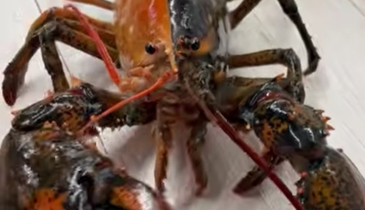 El descubrimiento sorprendió a los pescadores, y será expuesto en un acuario. El descubrimiento sorprendió a los pescadores, y será expuesto en un acuario.