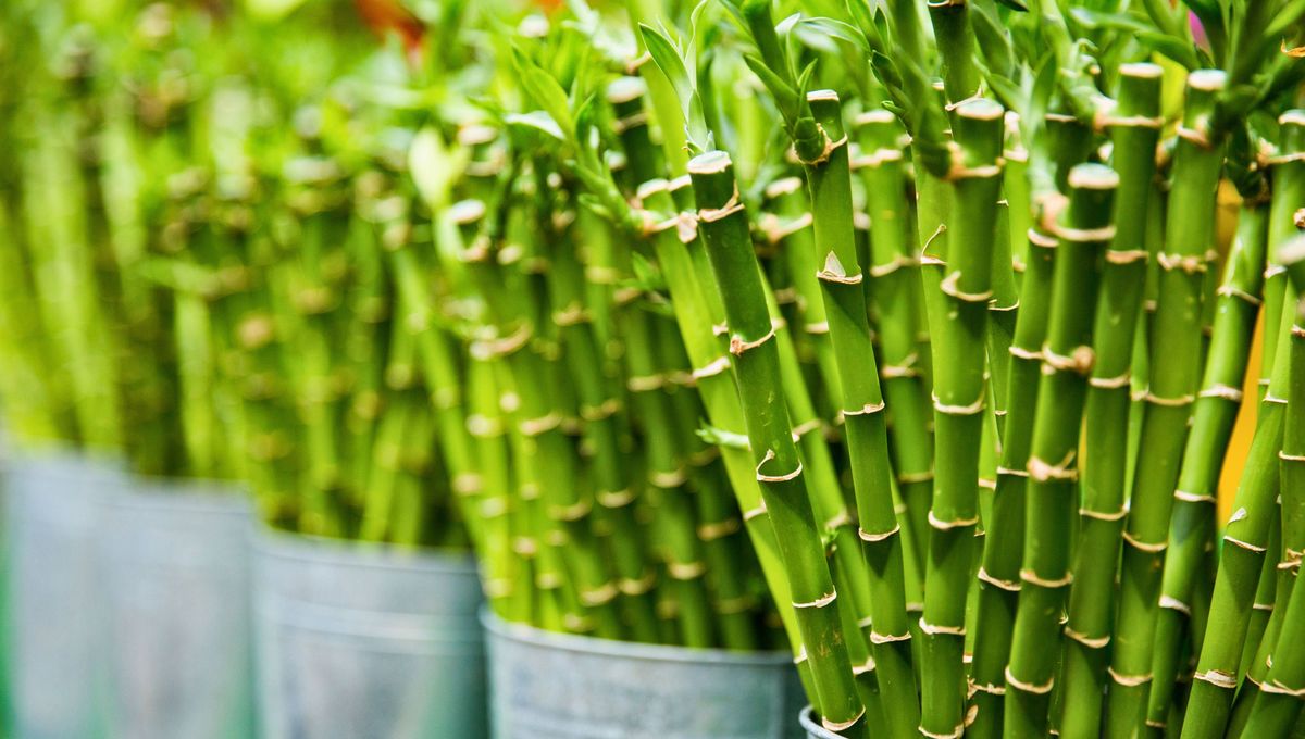 Es una planta muy llamativa, ornamental y original Es una planta muy llamativa, ornamental y original