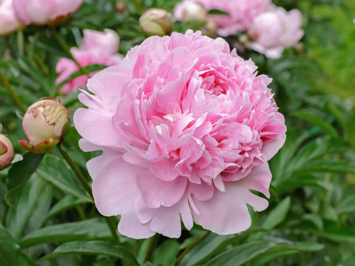 Te dejamos recomendaciones para plantar peonías paso a paso. Te dejamos recomendaciones para plantar peonías paso a paso.