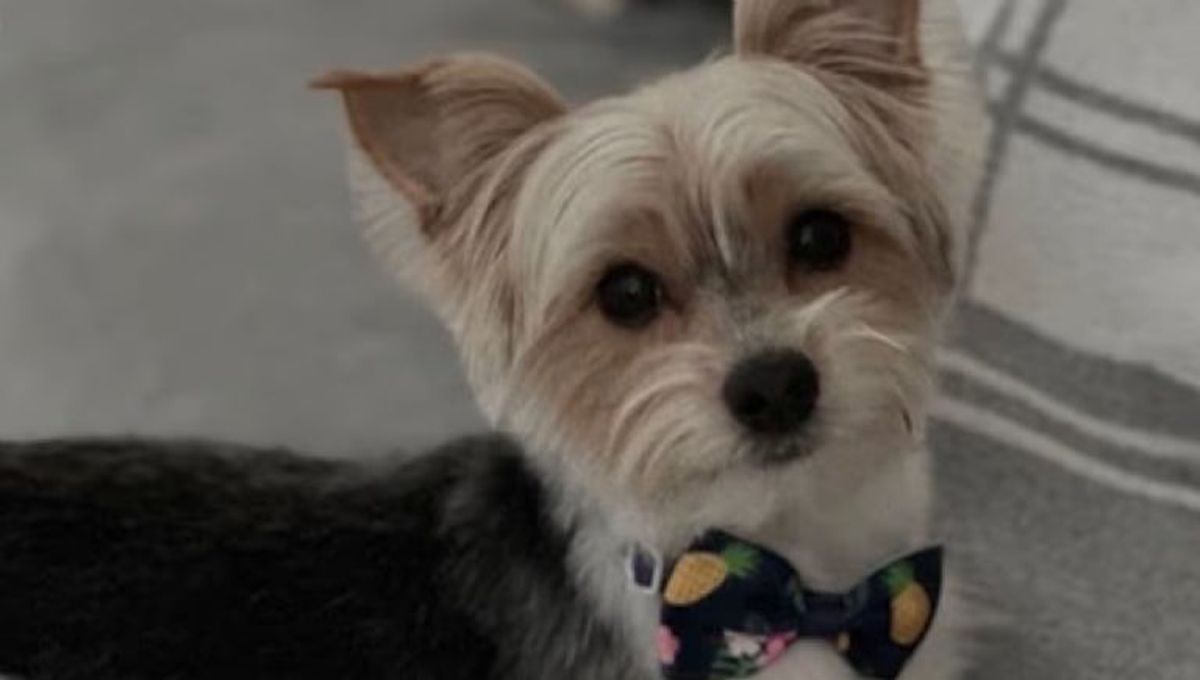 El perro se asustó ante el accionar de los adolescentes. 