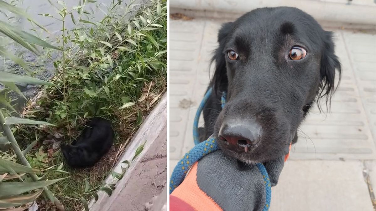 Una perrita fue rescatada del canal Cacique Guaymallén por los Bomberos del Cuartel Central y un hombre la adoptó.