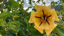 La planta trepadora es nativa de América Central.