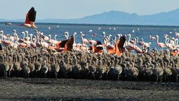 La laguna de Llancanelo recibió un reconocimiento internacional por su función en la conservación de aves de migraciones extensas.&nbsp;