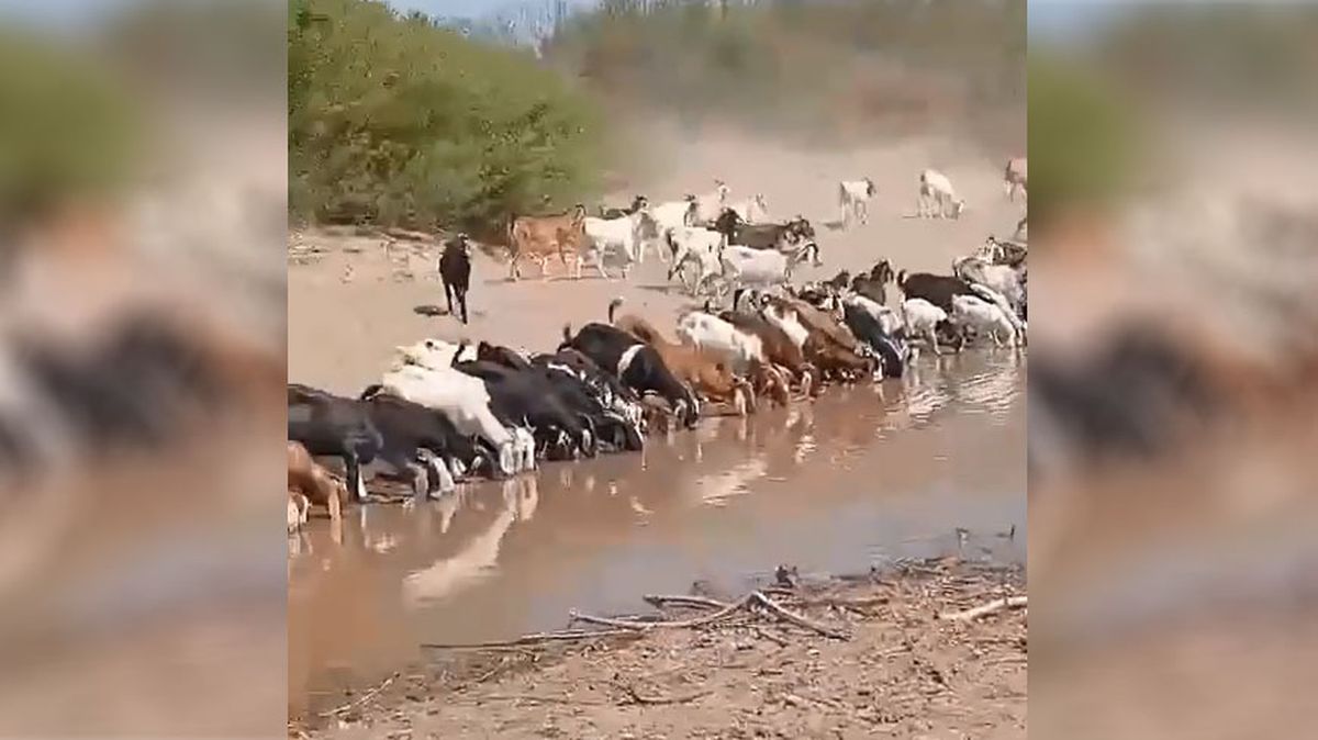 Cientos de cabras del secano de Lavalle corrieron hacia el encuentro con el agua que llegó del Río Mendoza tras 15 años de sequía.