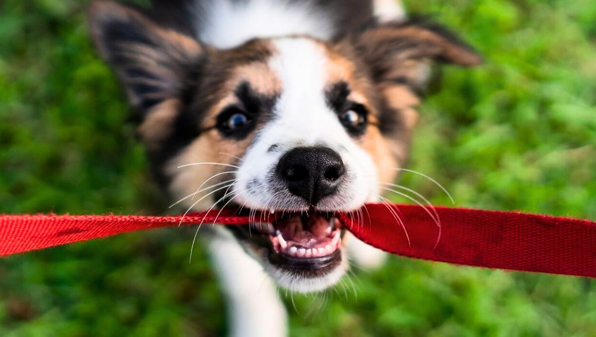 Este juguete puede conseguirse sin costo y favorece a perros viejos y jóvenes