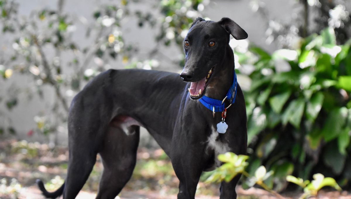 La raza de perro Galgo está relacionada con Acuario.  La raza de perro Galgo está relacionada con Acuario.