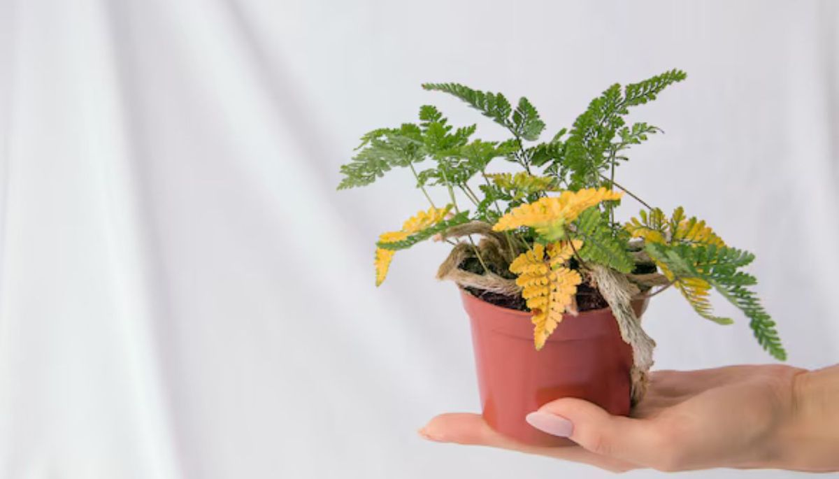 Qué hacer si mi planta de helecho tiene las hojas amarillas