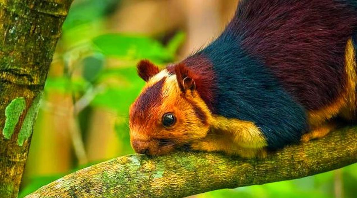 Escondidas en el sur del país asiático las ardillas viven libremente. Escondidas en el sur del país asiático las ardillas viven libremente.
