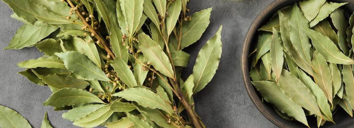 Hojas de laurel para llamar a la abundancia. Hojas de laurel para llamar a la abundancia.