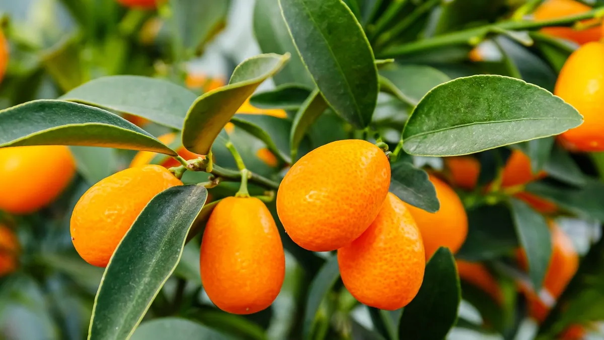 Cómo cultivar un árbol de quinotos en maceta para tener tus propios frutos frescos