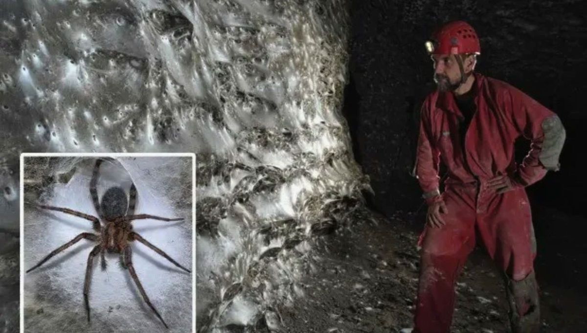 Telaraña colonial en Sulfur Cave habitada por Tegenaria domestica y Prinerigone vagans. Telaraña colonial en Sulfur Cave habitada por Tegenaria domestica y Prinerigone vagans.