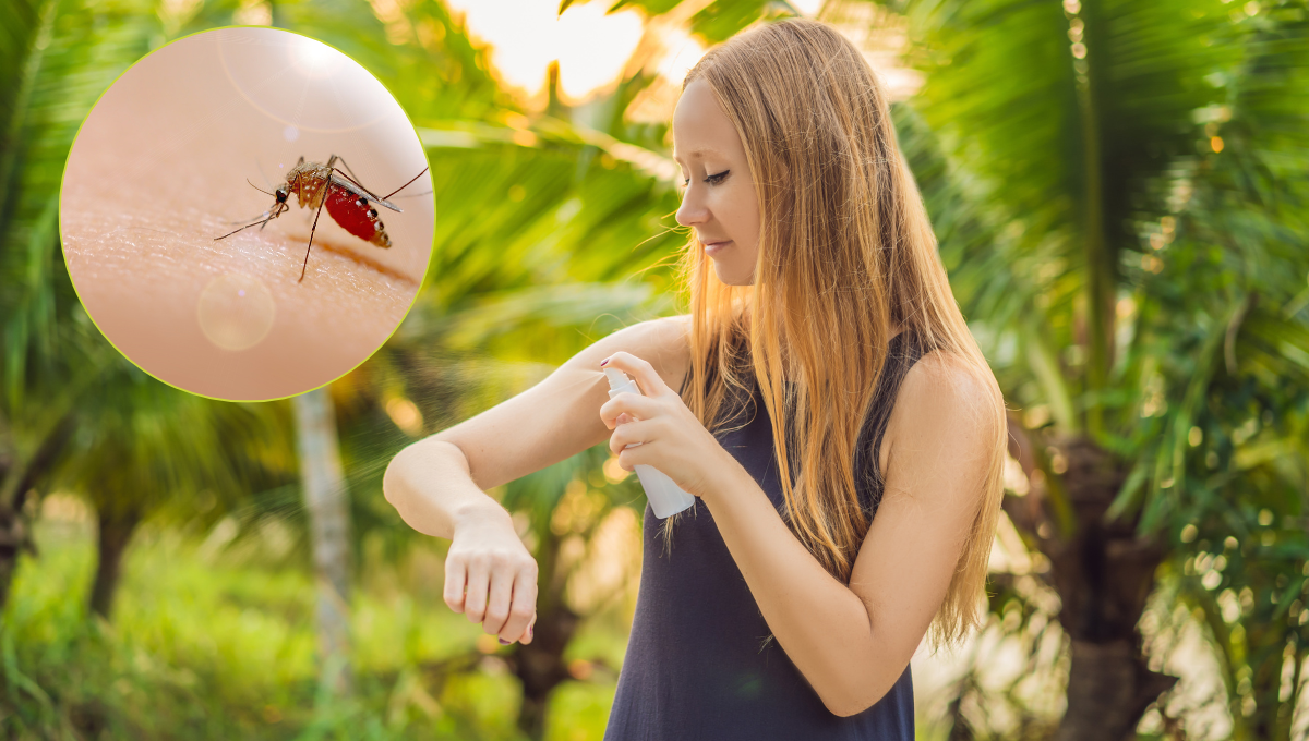 Cuáles son los horarios en los que pica el mosquito del dengue