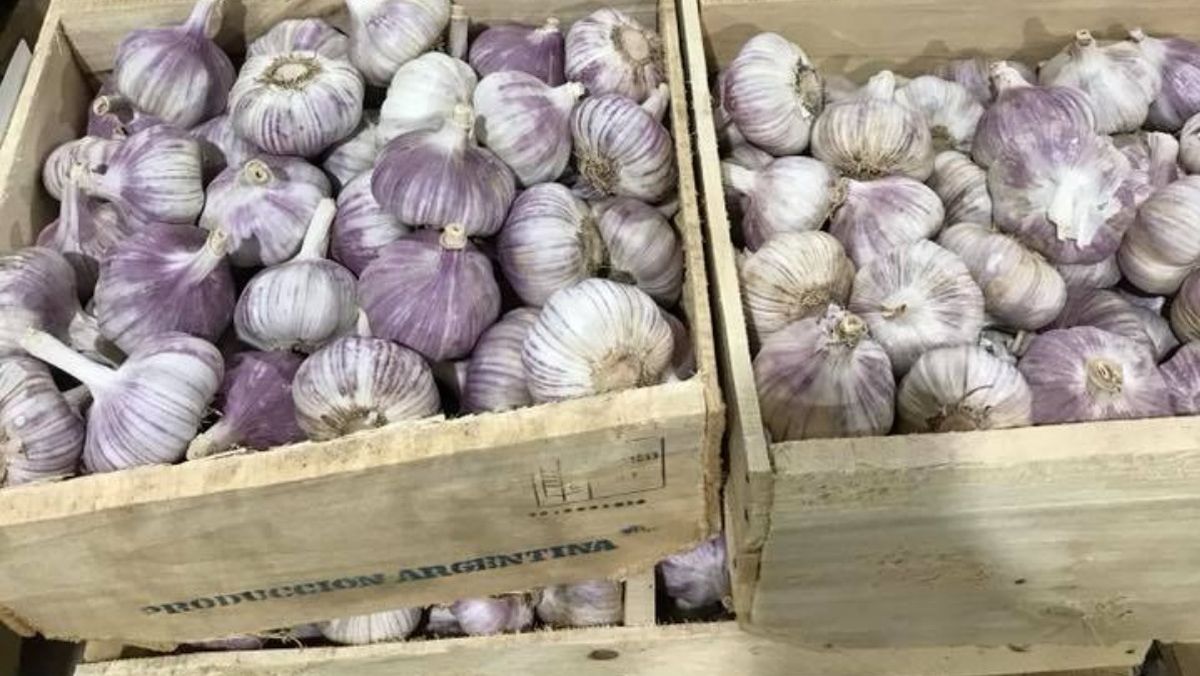 La alteración de los estándares puede terminar afectando a toda la cadena del ajo.