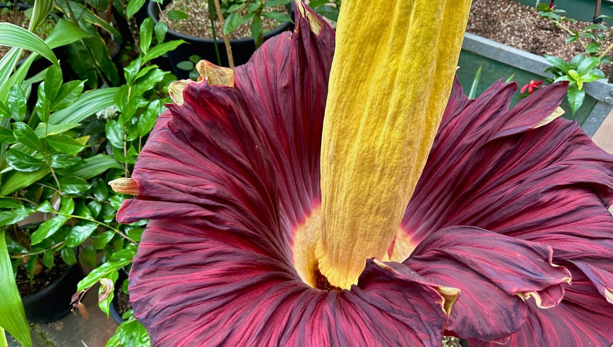 Su aroma atrae a polinizadores, carroñeros e insectos de todo tipo Su aroma atrae a polinizadores, carroñeros e insectos de todo tipo