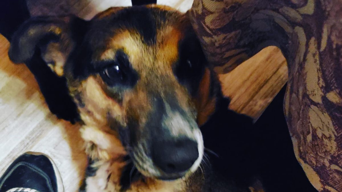 Afortunadamente India estuvo bien cuidada y volvió sin lastimaduras ni daños visibles a su hogar lujanino.