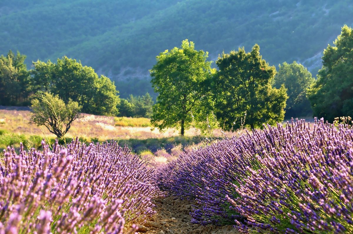 En Francia, Japón, Australia y otros países, existen los campos de lavanda. Imagen: Pixabay En Francia, Japón, Australia y otros países, existen los campos de lavanda. Imagen: Pixabay
