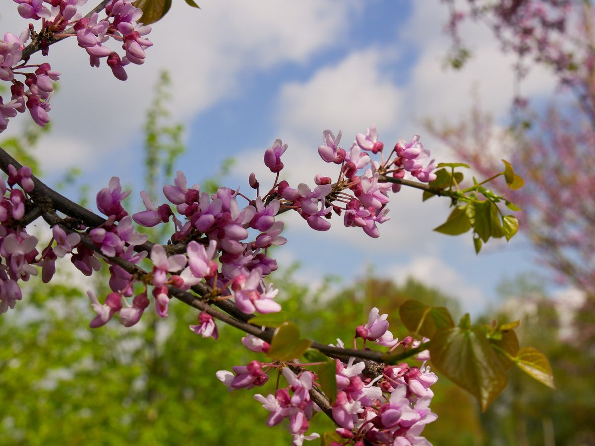 Las flores del Cercis canadensis, se distinguen por ser muy vistosas. Imagen: Picture This Las flores del Cercis canadensis, se distinguen por ser muy vistosas. Imagen: Picture This