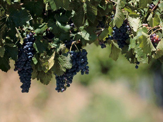 La primera cepa de Malbec