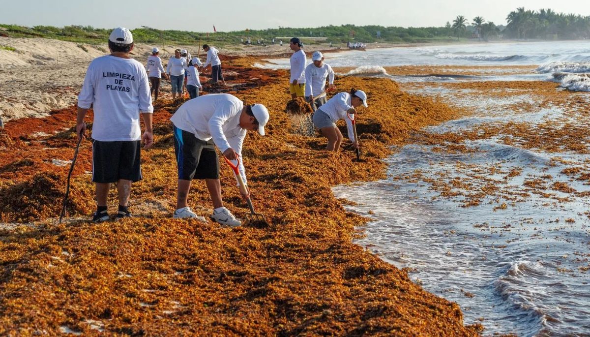 Equipos de emergencia retirando grandes cantidades de sargazo en la costa de Cozumel, M&eacute;xico. Imagen: National Geographic.