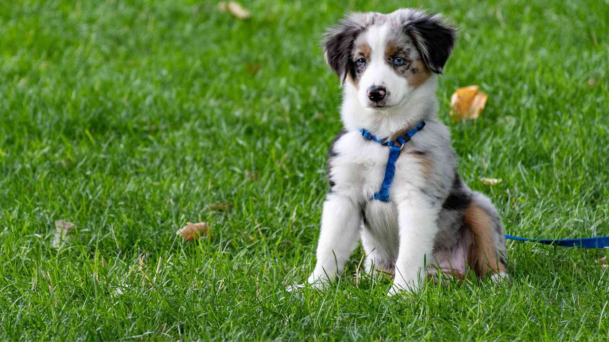 Este comportamiento en tu perro puede deberse a diferentes motivos. Este comportamiento en tu perro puede deberse a diferentes motivos.