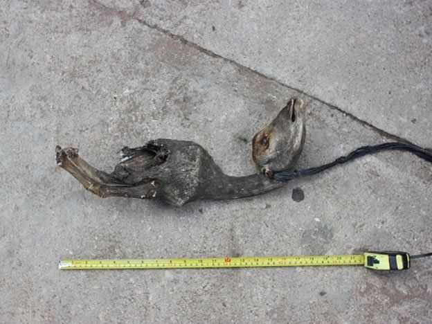 Encontraron un extraño animal en una localidad bonaerense