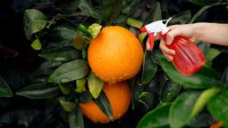 Cada vez más personas rocían el árbol de naranjo con agua bendita: para que sirve y qué beneficios tiene Cada vez más personas rocían el árbol de naranjo con agua bendita: para que sirve y qué beneficios tiene