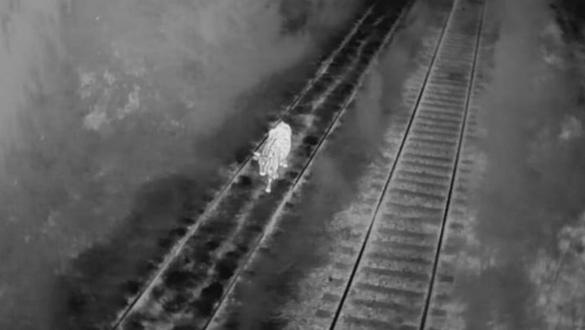 Los aparatos cuentan con sensores térmicos que permiten divisar a los seres vivos incluso en la oscuridad total. Los aparatos cuentan con sensores térmicos que permiten divisar a los seres vivos incluso en la oscuridad total.